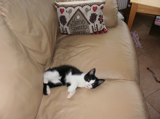 Jeeves at 'home sweet home' with his new family The Monaghans.