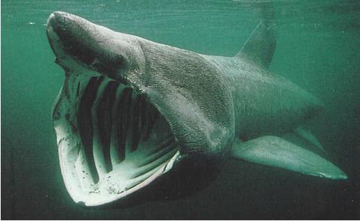 The huge Basking Shark is usually found in Donegal waters in summer months.