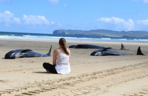 Austrian woman Antonia Leifner watches agonisingly as the 5 pilot whales slowly die on the beach at Ballyness Bay, Falcarragh, Co. Donega.  (North West Newspix)
