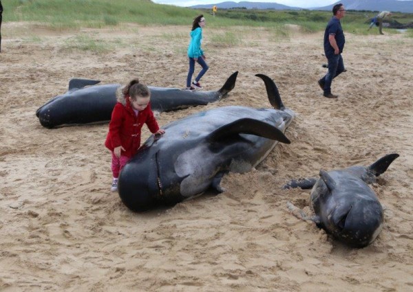 This little girl tries her best to help the stricken whale back out to sea. Pic copyright nwnewspix.
