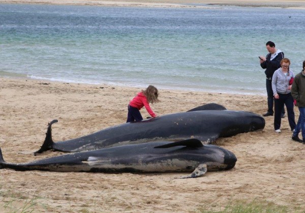 Another little girl attempts to save the poor Pilot Whales stranded on Ballyness Bay, Falcarragh, Pic copyright nwnewspix
