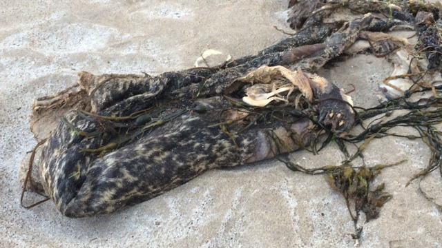 The strange-looking creature which had four sharps claws washed up on a Donegal beach.