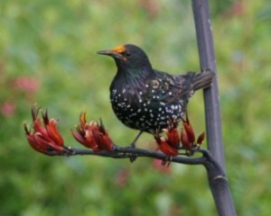 A Starling with an orange headed from being 'pollinated'! Pic by Liam Ryan.