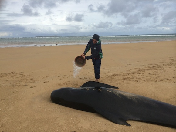 Locals in Falcarragh pouring water on one of the Pilot Whales to keep it alive.
