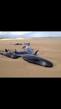 The stranded Pilot Whales