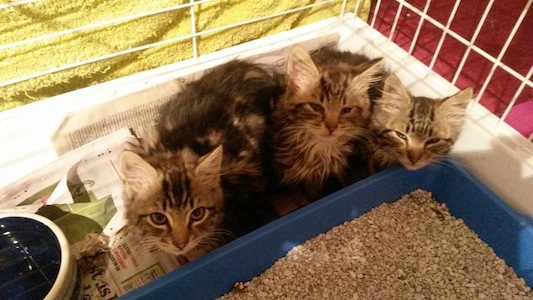 The three kittens which were abandoned in Donegal Town.