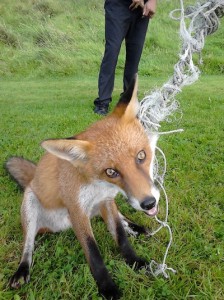 The frightened fox just seconds before it was released from the football net at Errigal College.