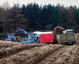 The men at work taking home the potato crop sewn by the late Kevin Woods and Seamus Hegarty.