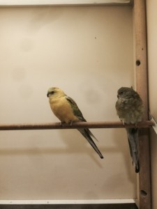 The parrots are back together again.