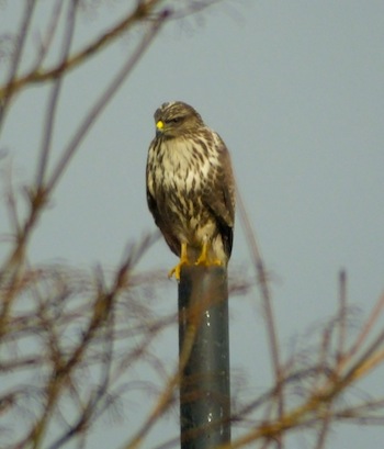The bird of prey on top of a GAA goalpost in Letterkenny today. Pic by M Bourke.