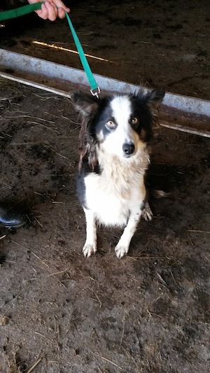 Lassie was dumped up a mountain to give birth