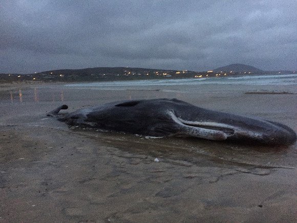 The huge sperm whale which has reemerged on Magheraroarty beach.