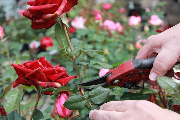Dead heading roses the right way.