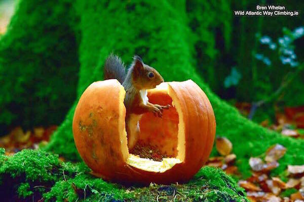 A happy halloween squirrel!