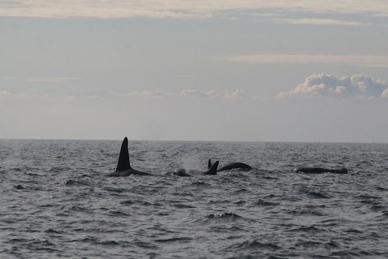 orca-lough-swilly-3