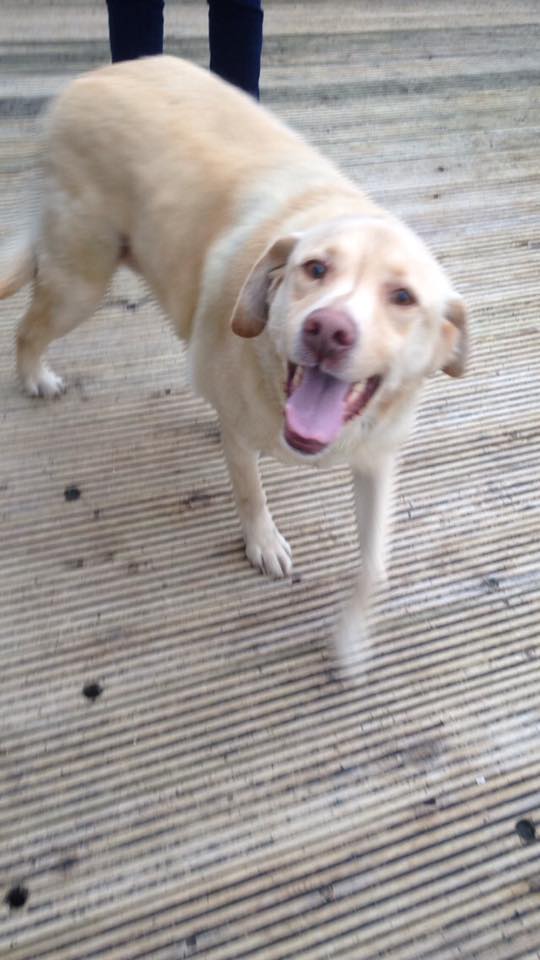 Bailey is happy at his new home