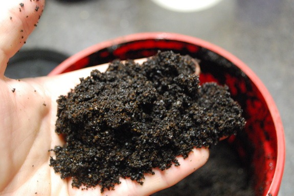 Coffee Grounds make a great soil additive