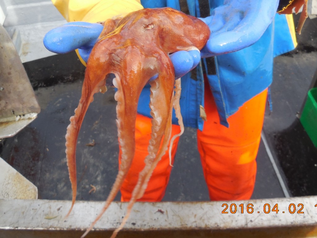 2016-04-02 Skate Bay Octopus, Horn Head, Co. Donegal. (2)
