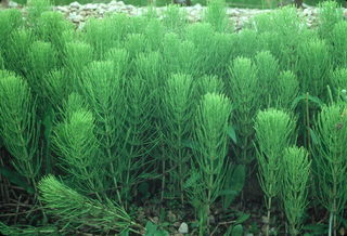 A clump of HorseTail in mid summer