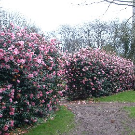 Camellias look great as a hedge