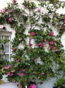 Camellias look wonderful when grown against a wall like this