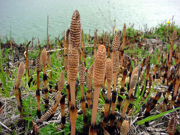 Fresh flowering shoots of HorseTail in mid Spring