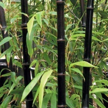 Black Bamboo stems are super dramatic