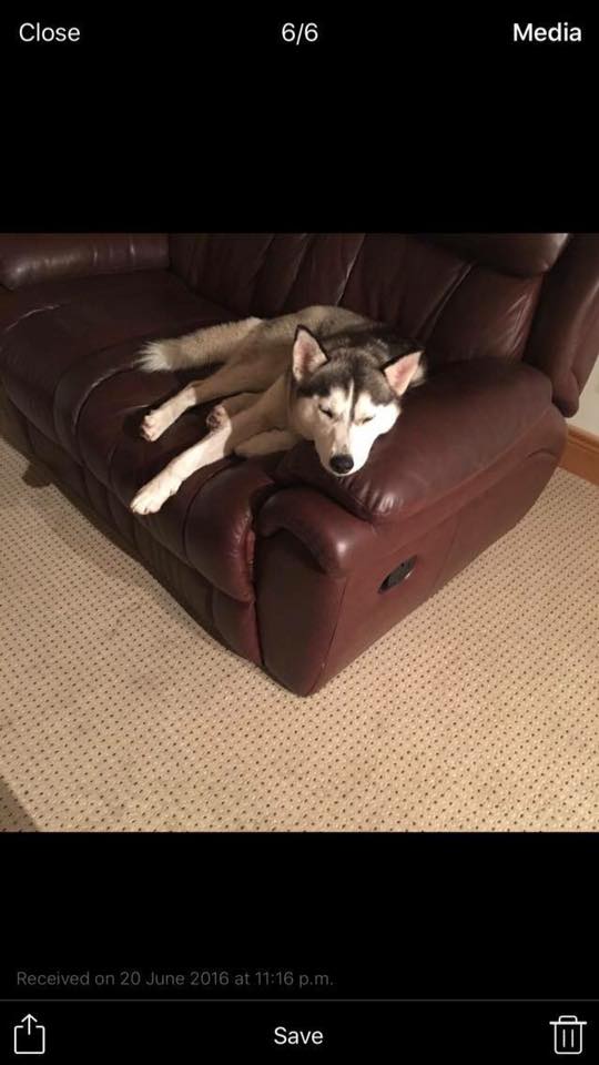 HUSKY