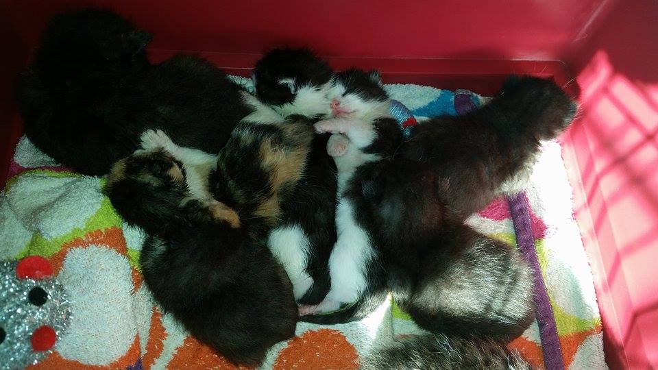 The kittens are safely in foster care now
