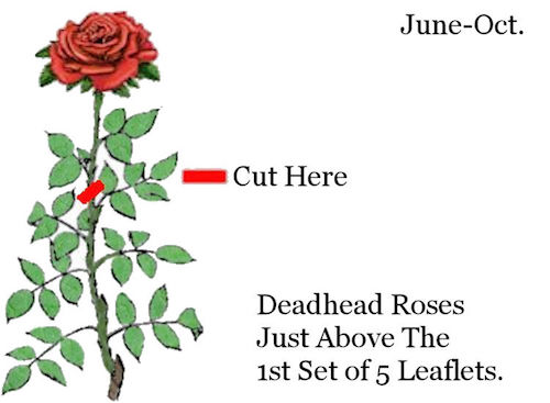 Dead Heading Roses will give months worth of more flowers