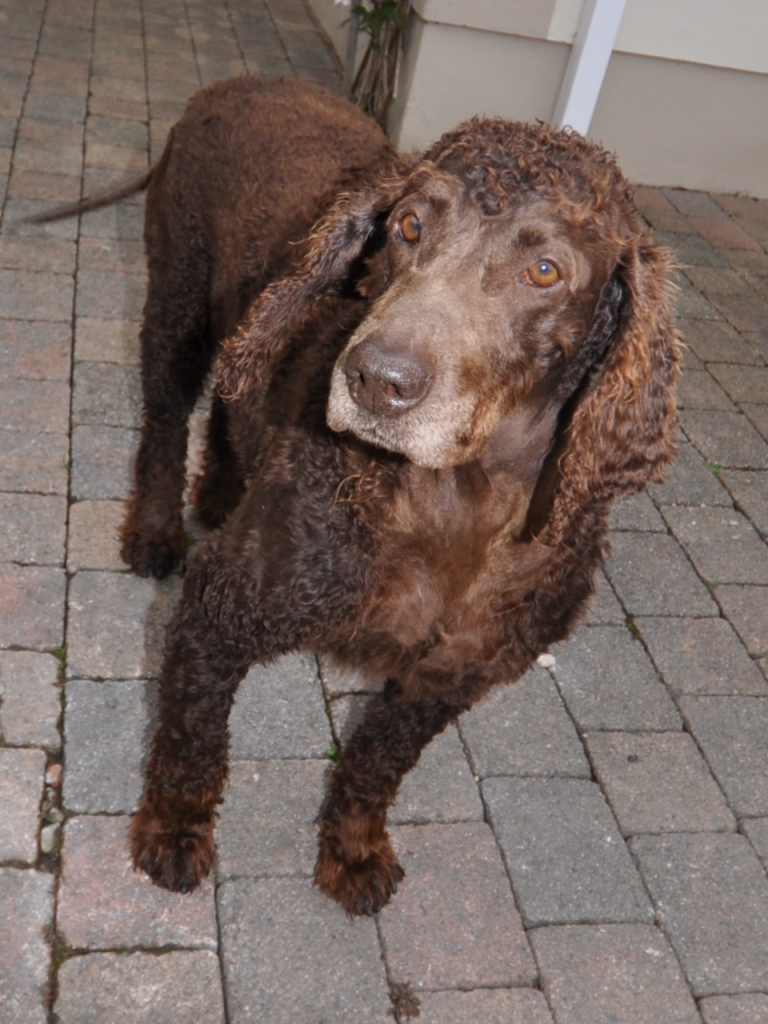 Missing Cassie is home