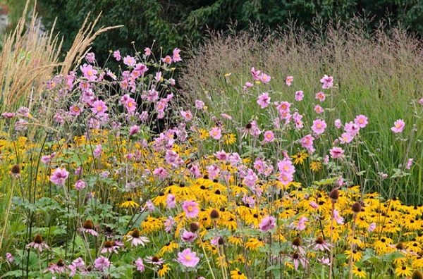 Japanese anemone (Anemone hupehensis var. japonica) and orange cone flower (Rudbeckia fulgida)