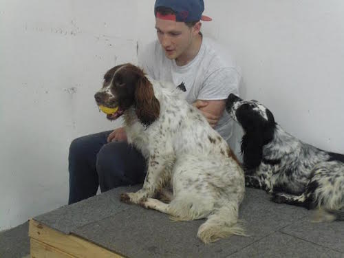 Large munsterlander best sale aggression