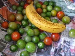 placing-a-ripe-banana-beside-green-tomatoes