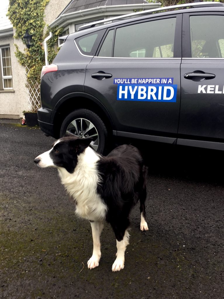 Mollie the family pet coming to terms with A Toyota Hybrid RAV4. Photo Brian McDaid