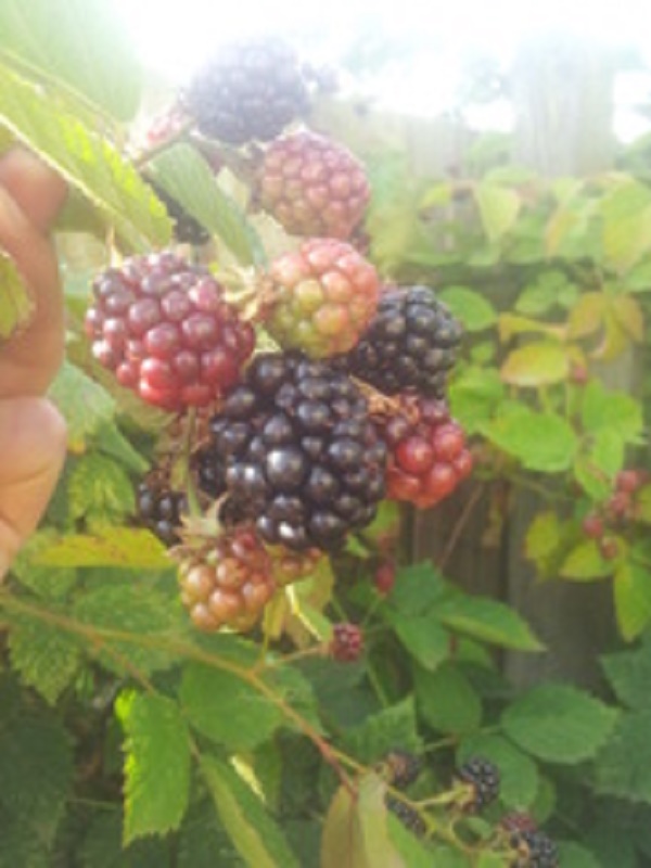 The first pick of blackberries