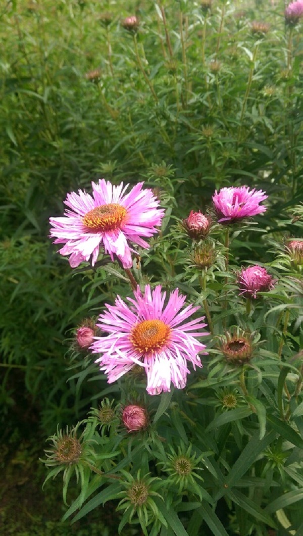 The Michaelmas Daisies are beginning to flower!