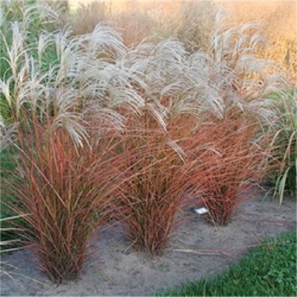 Indian Summer Grass looks fantastic in autumn! 