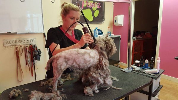 Fifi the dog rescued in Castlefinn October 2016