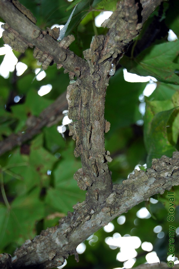 Corky wings on stems of sweetgum trees are interesting in winter! Photo taken September 2010. Copyright Jeremy Stovall.