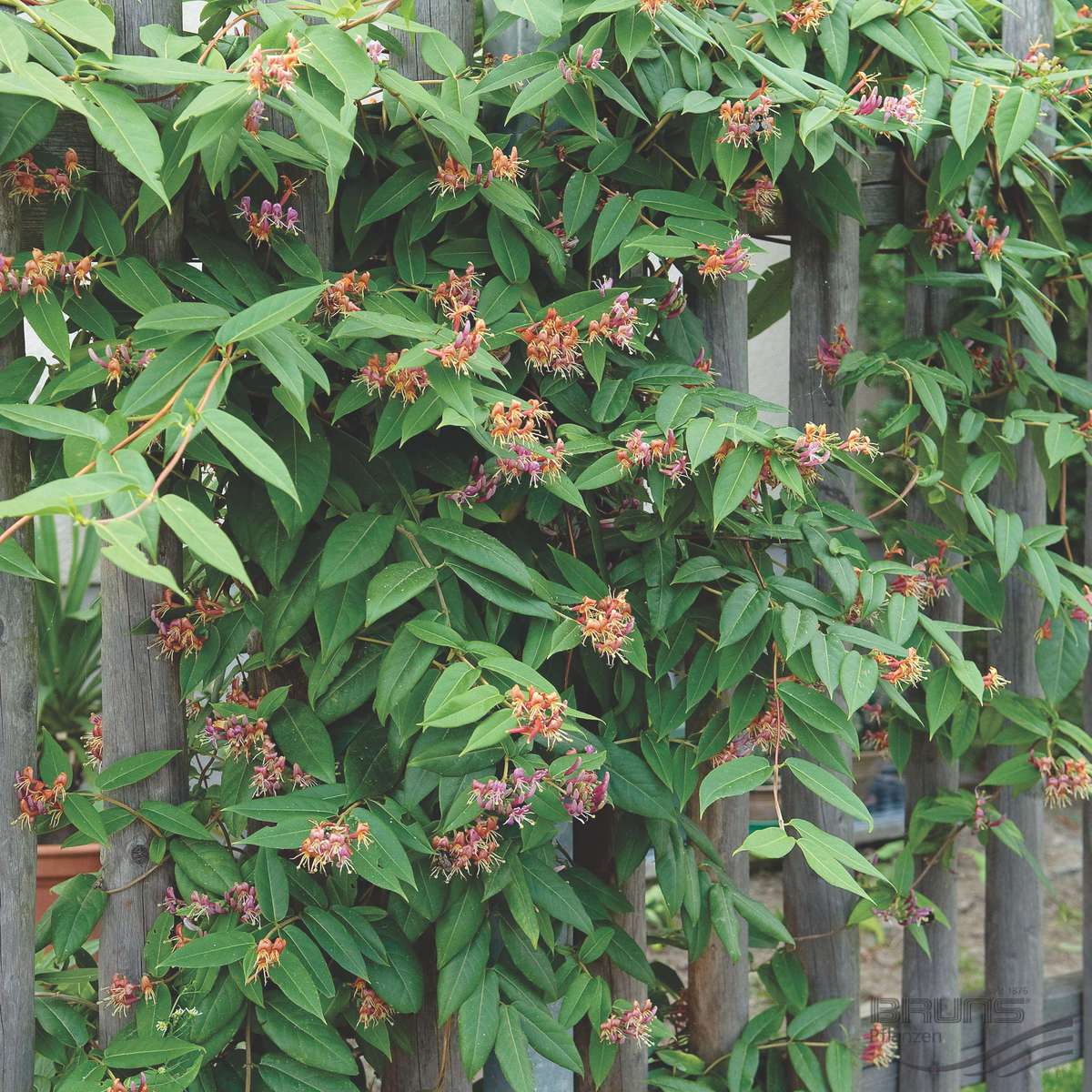 Evergreen Honeysuckle