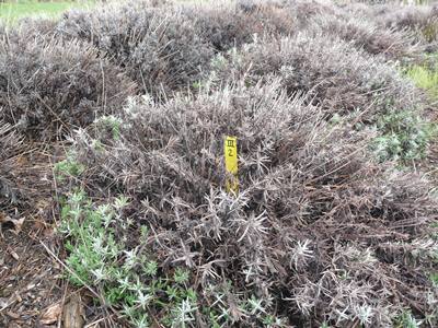 winter-damage-on-lavender-caused-by-wetness