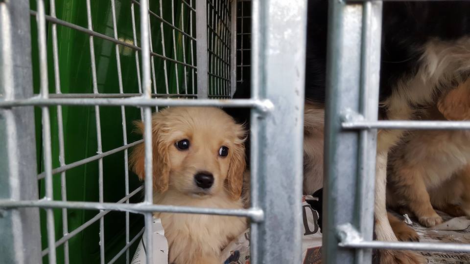 Animals in Need may be forced to close down – but you can help – Donegal  Daily