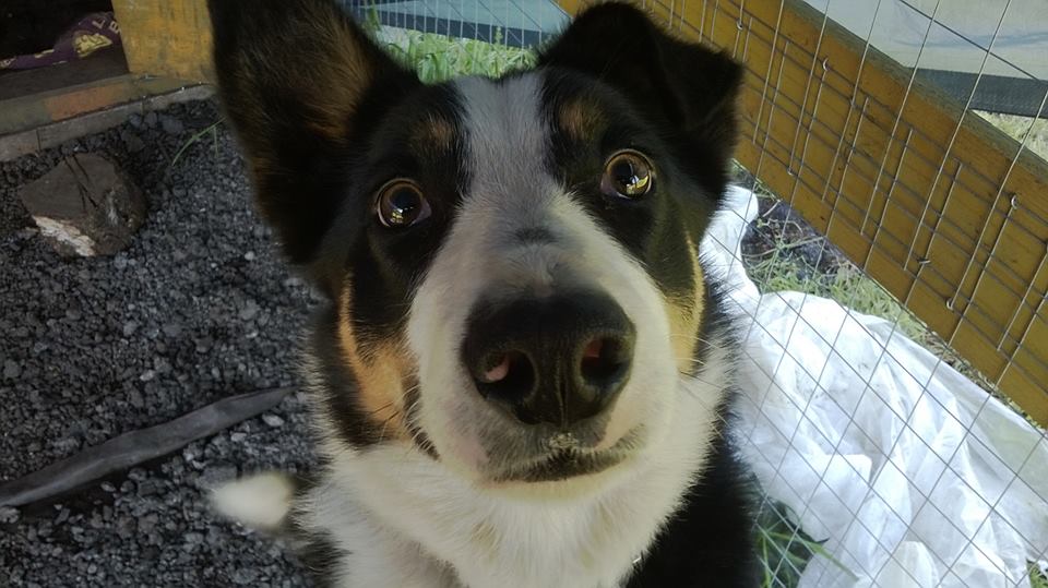 Animals In Need hope to fetch donations over exciting fundraising… – Donegal Daily Animals In Need hope to fetch donations over exciting fundraising… – Donegal Daily