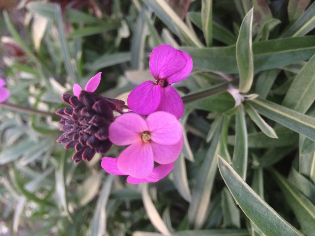 DD Gardening Five Herbaceous Perennials for Summer 2019