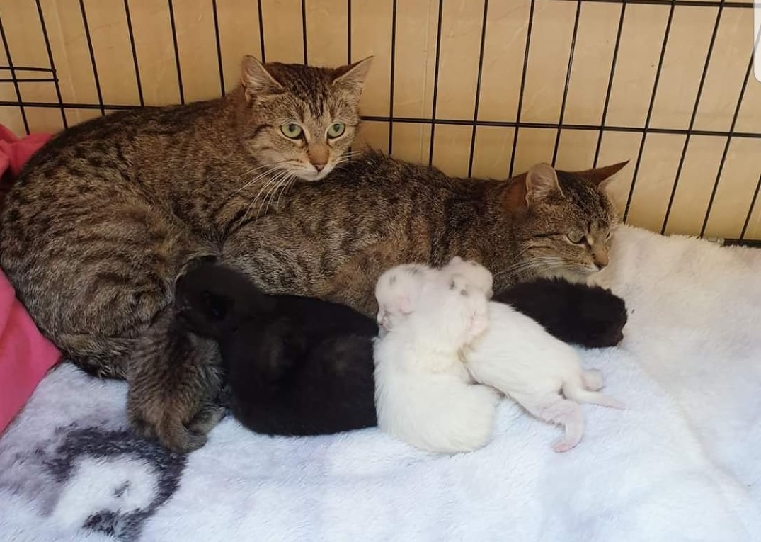 Animals in Need charity boosted by partnership with petfood company – Donegal Daily Animals in Need charity boosted by partnership with petfood company – Donegal Daily