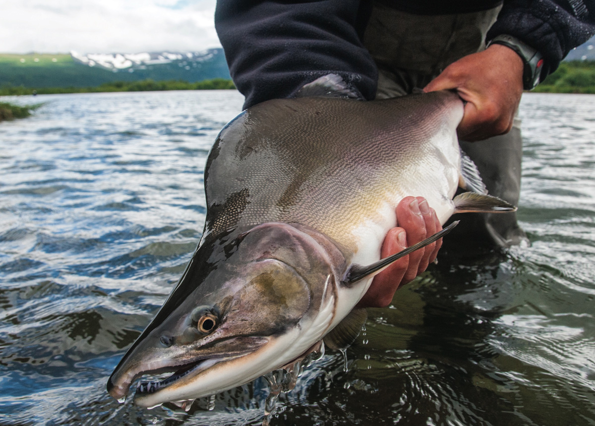 Donegal anglers urged to report sightings of rare  salmon  