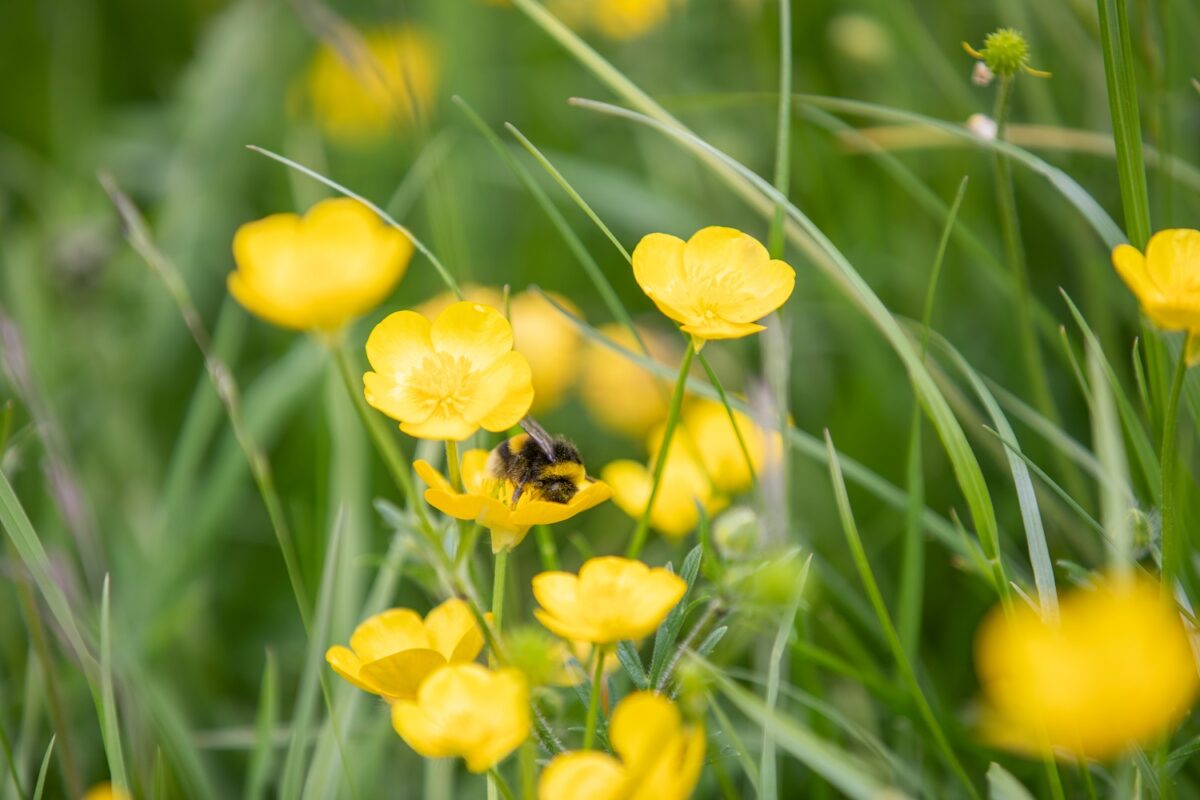 Flower and bees