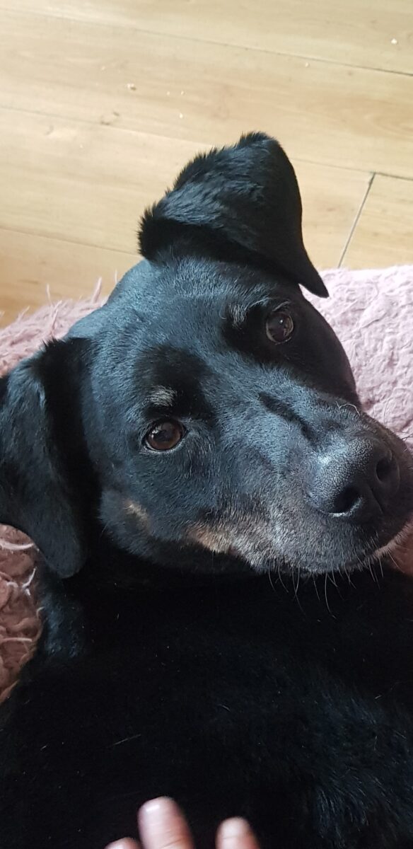 Special owners sought for special dogs as Donegal sanctuary faces… – Donegal Daily Special owners sought for special dogs as Donegal sanctuary faces… – Donegal Daily