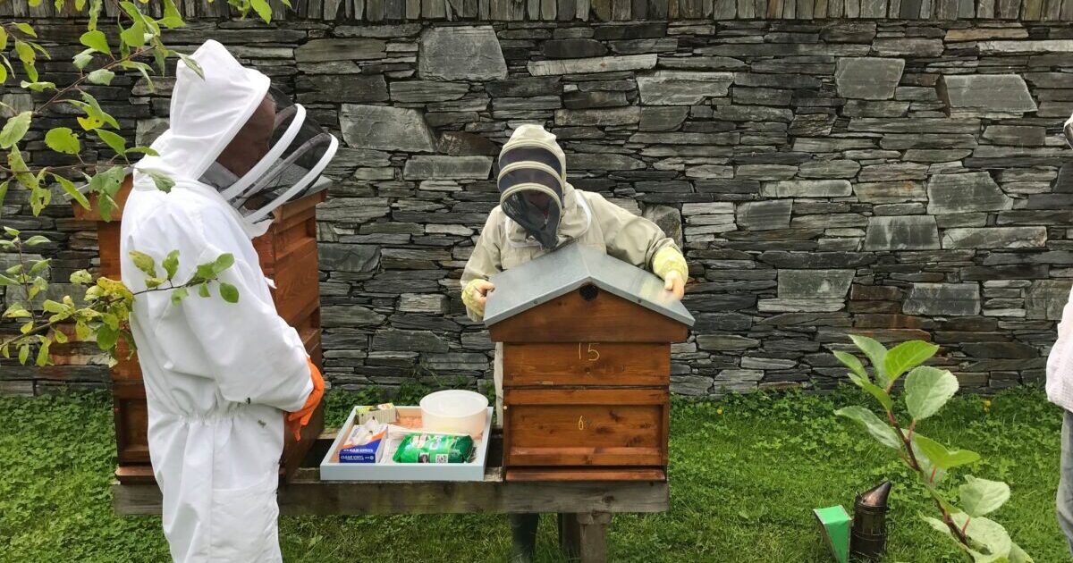 Local Honey Show is going to ‘bee’ brilliant!